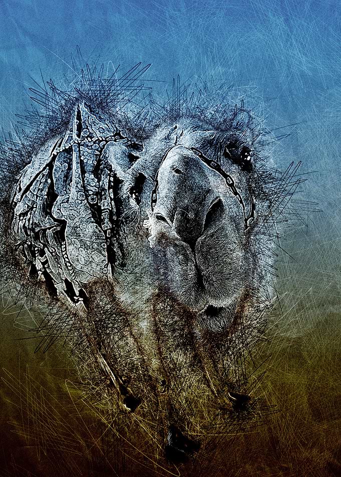 Tunisian camel