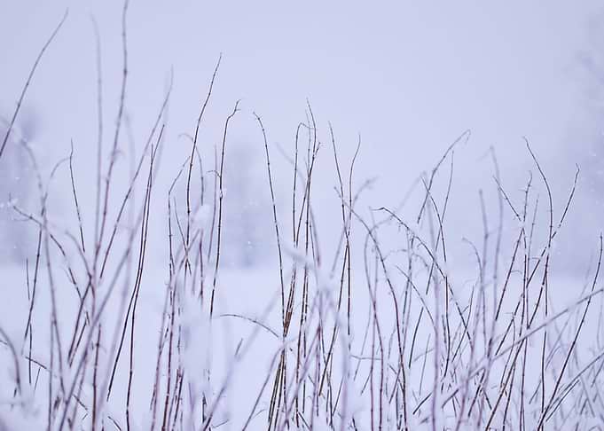 Snowfall