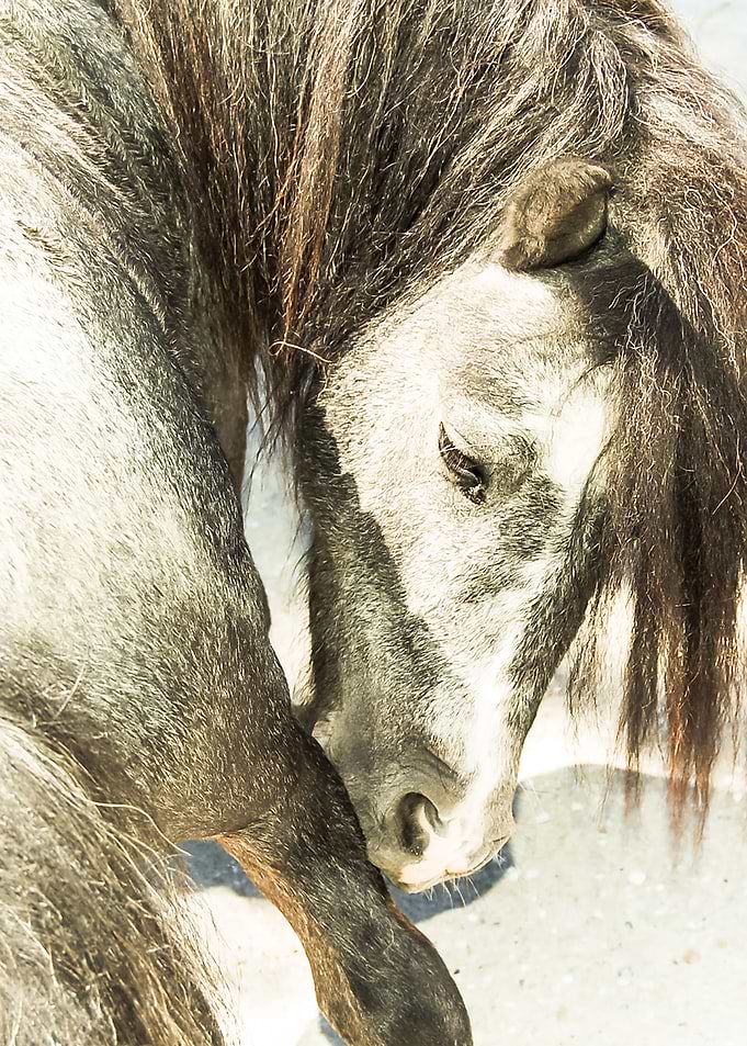 Pony