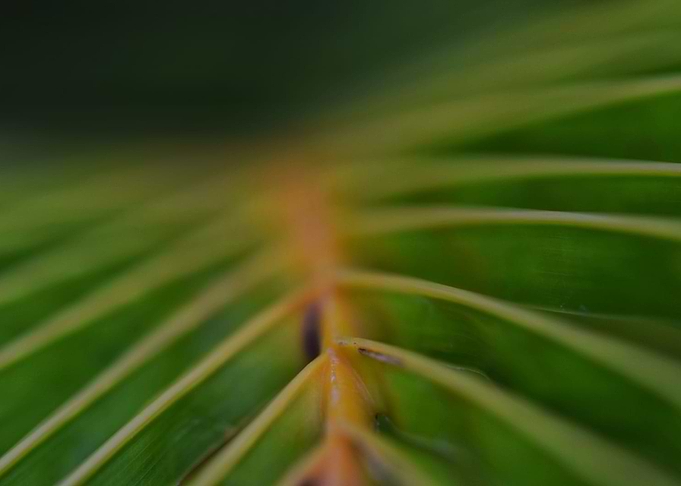 Palmleave