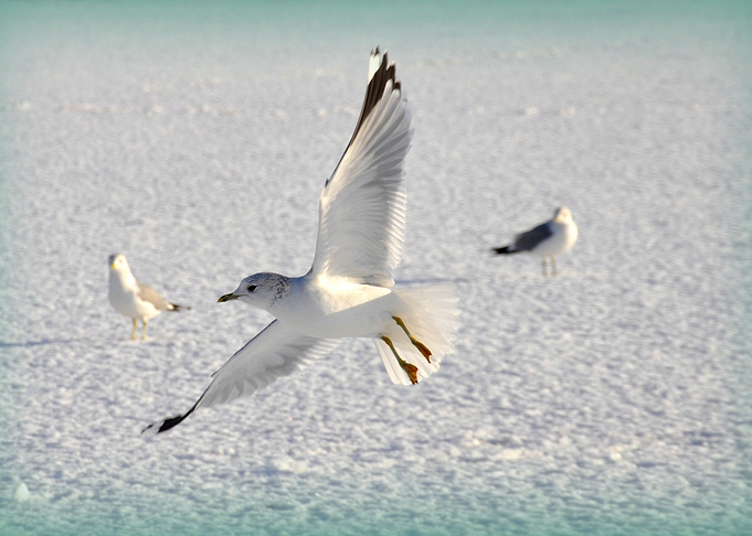 IN FLIGHT