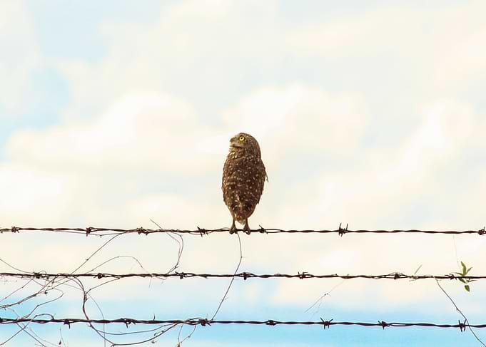The sigh of the owl