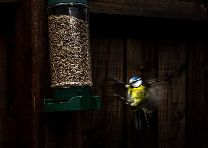 The Blue Tit