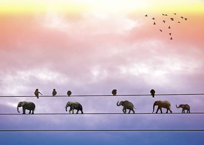 Migration