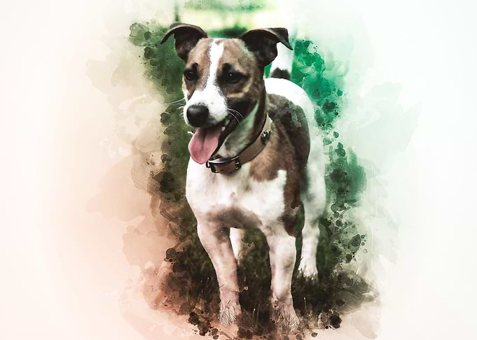 Jack Russell Terrier
