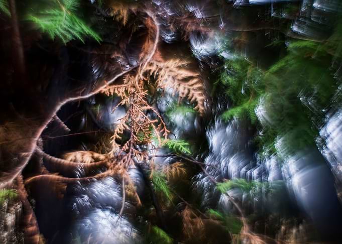Surreal photo of a branch