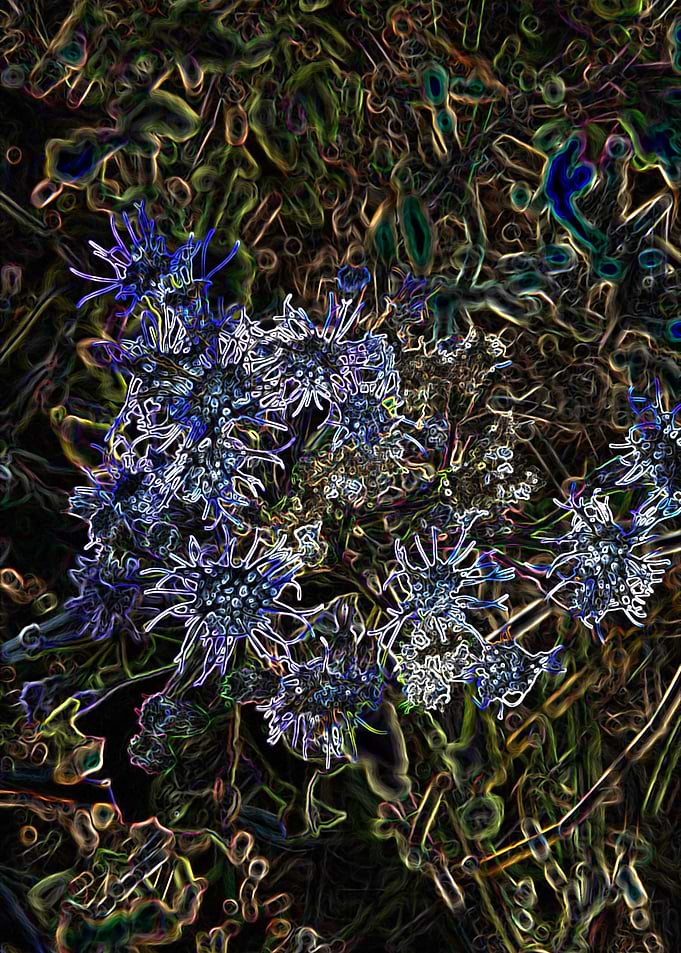 WILD FLOWER 1