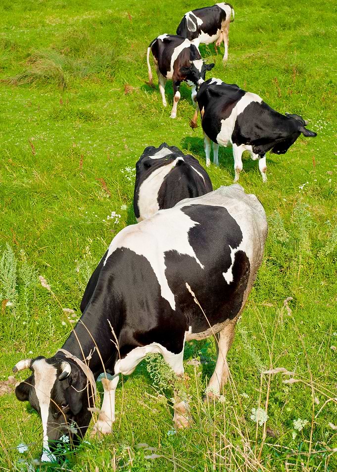 Cows