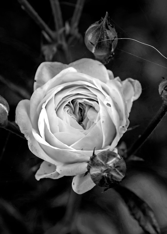 White Rose