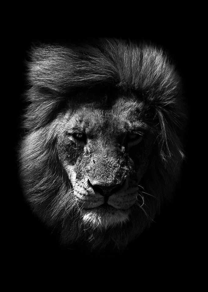 lion head poster