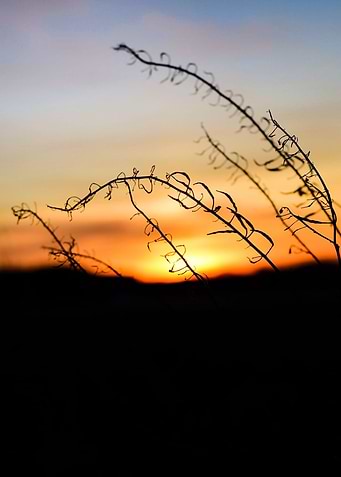 Sunset Lights