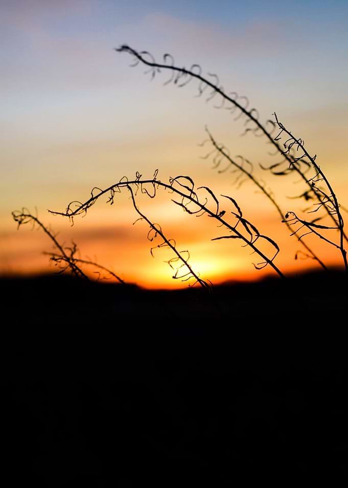 Sunset Lights