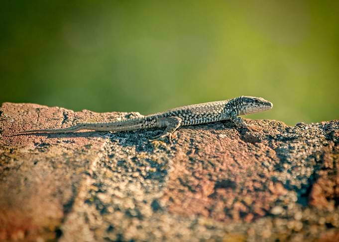 Lizard on the wall