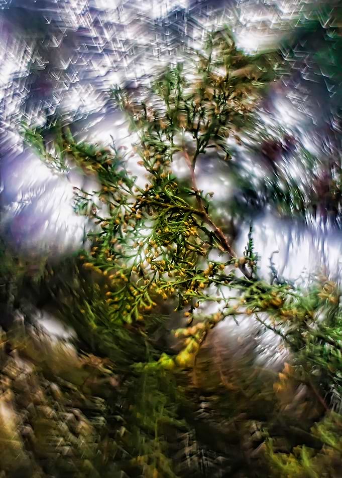Tree branch with swirl