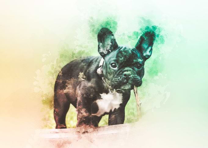 French Bulldog Painting