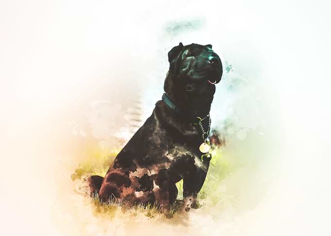 Chinese Shar Pei Painting
