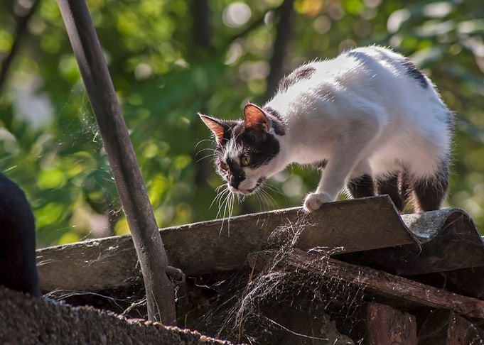 Cat on a roof