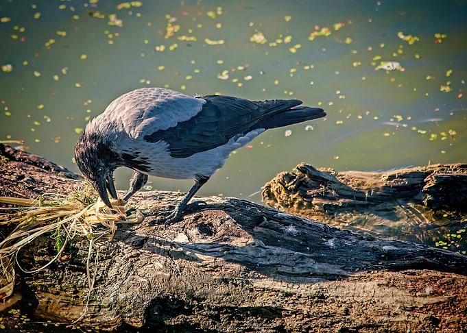 Hooded Crow