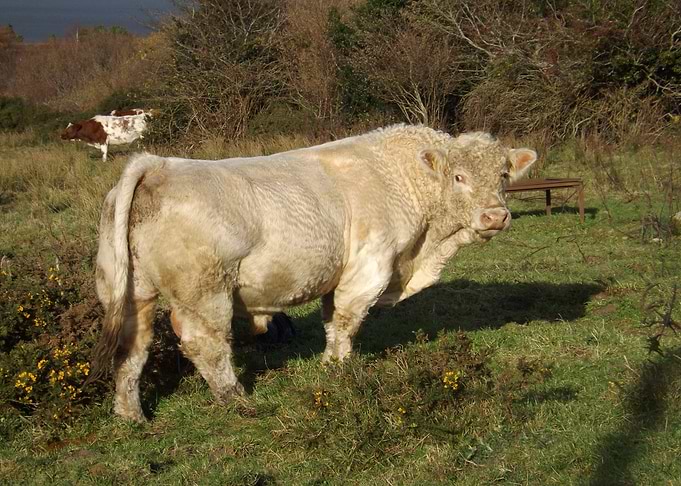 Ballyknockan Bull