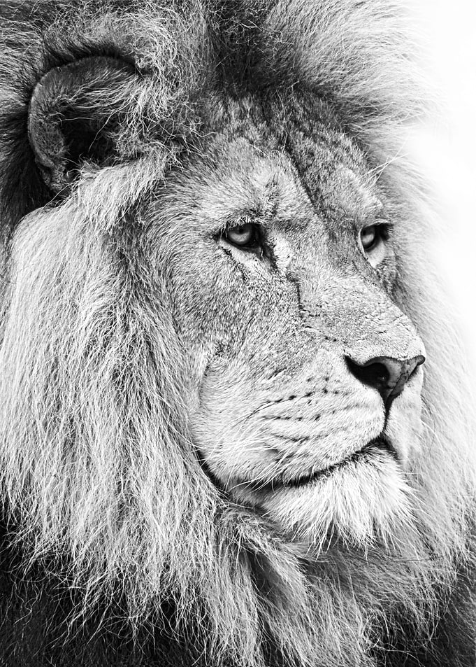 Lion face black and white