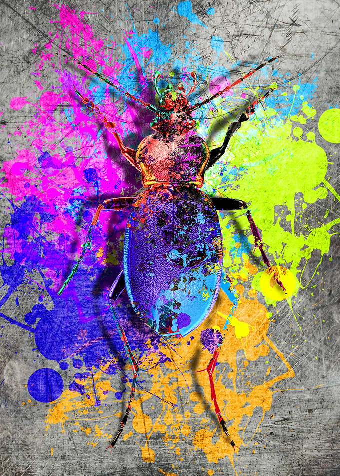 insect2