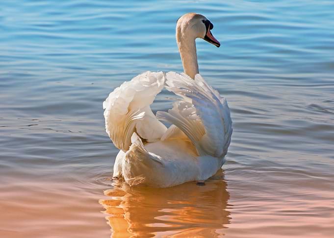 Swan swimming
