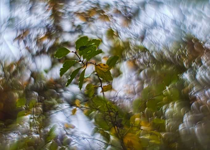 Weird lights through tree