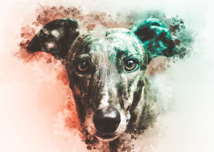 Greyhound Watercolor