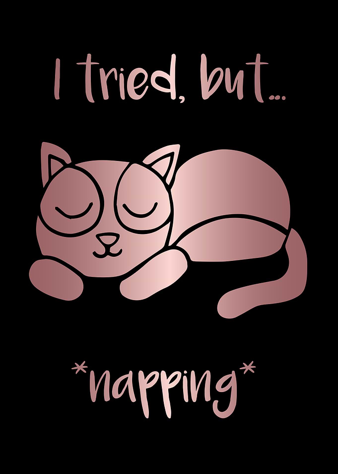 Nap Cat Animal 5