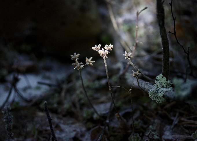 Winter flowers