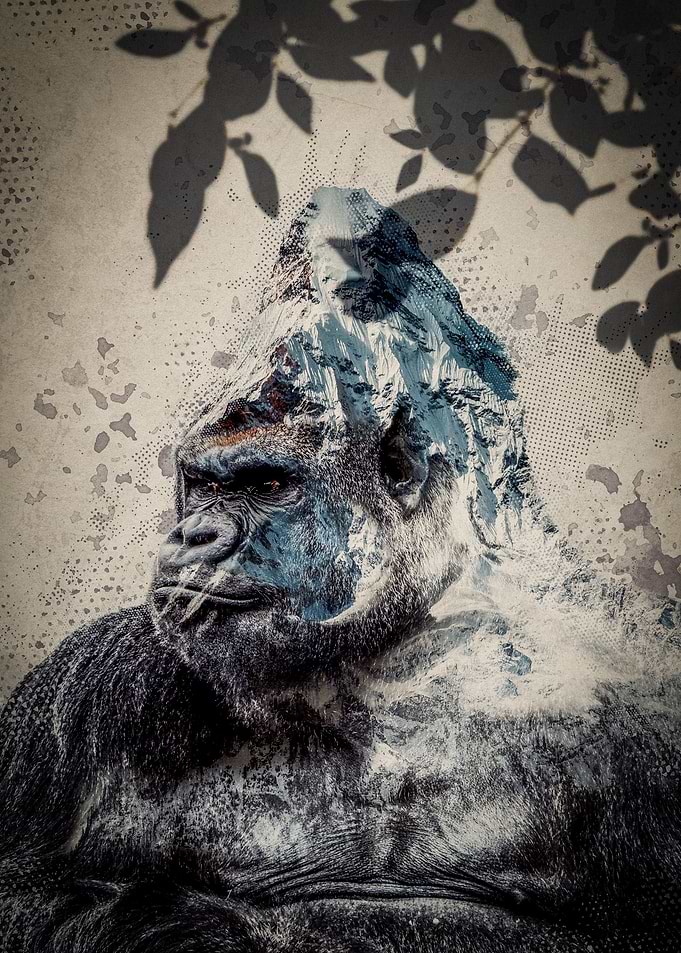 Mountain Gorilla