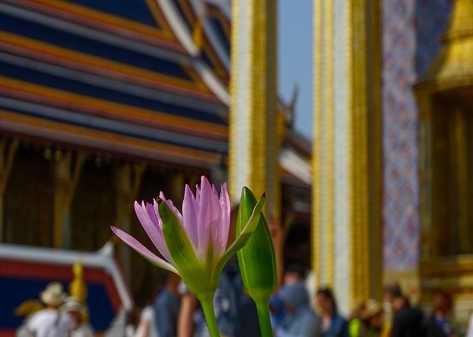 Water Lily