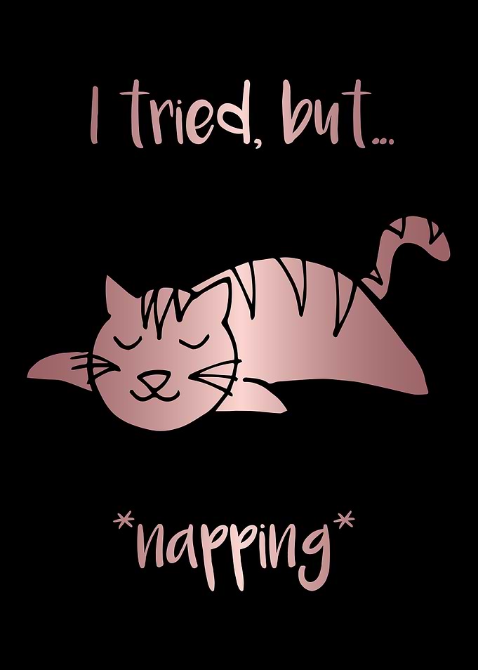 Nap Cat Animal 30