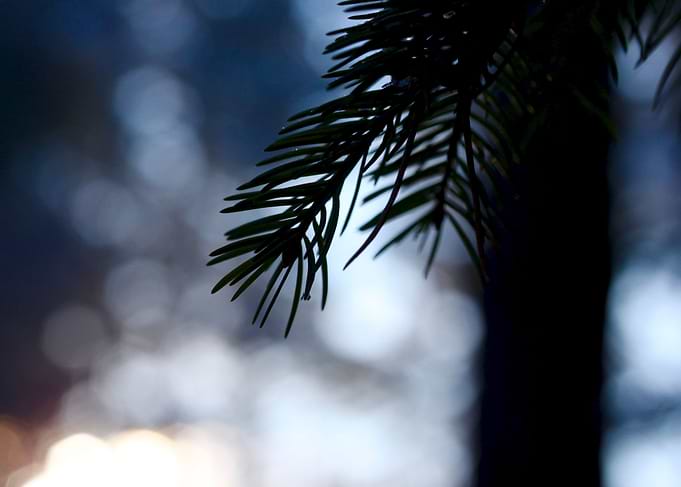 Spruce