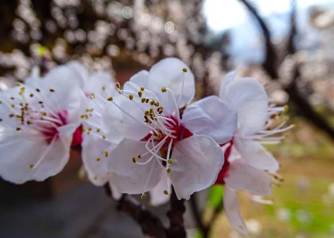Cherry Blossom