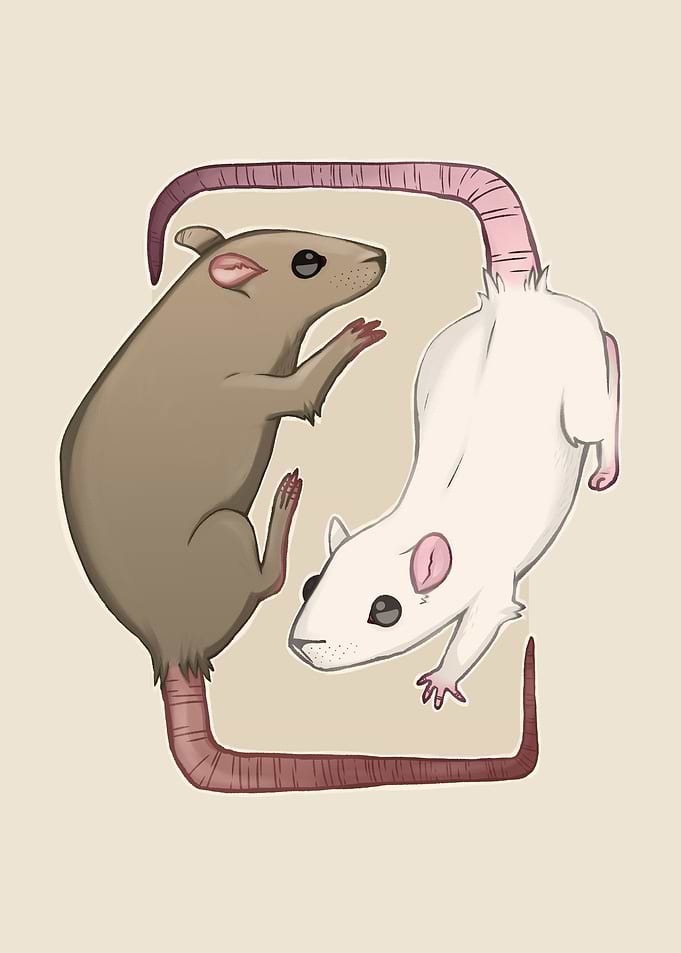 Rats