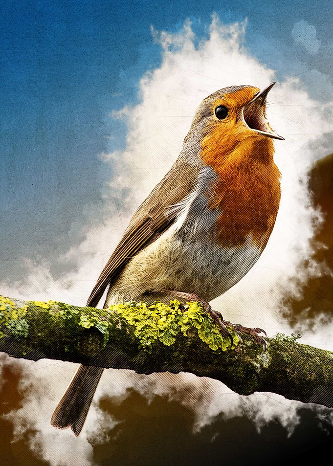 Robin