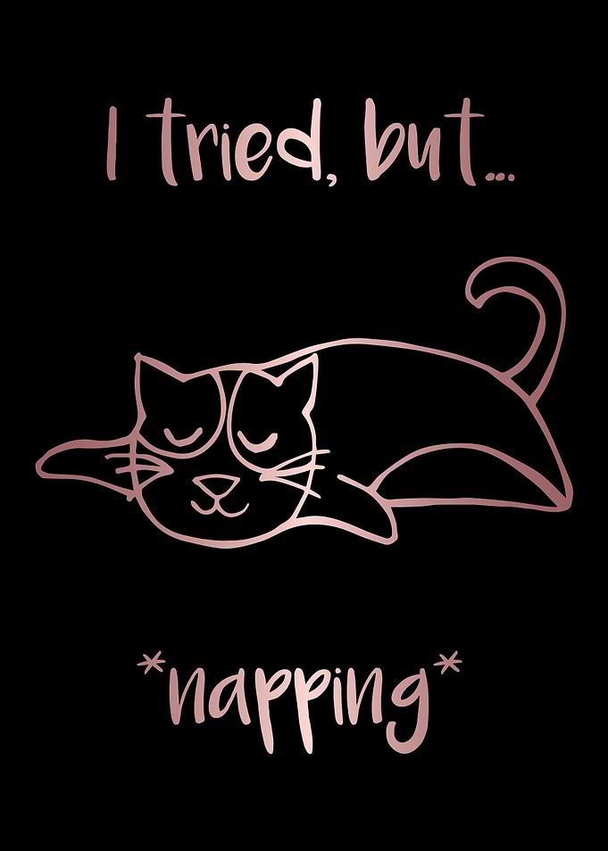 Nap Cat Animal 23