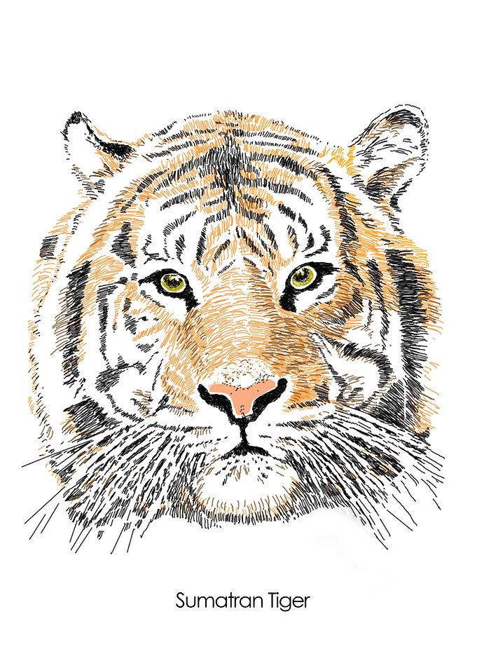 Sumatran Tiger