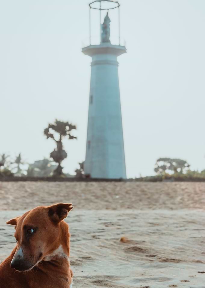 lone puppy
