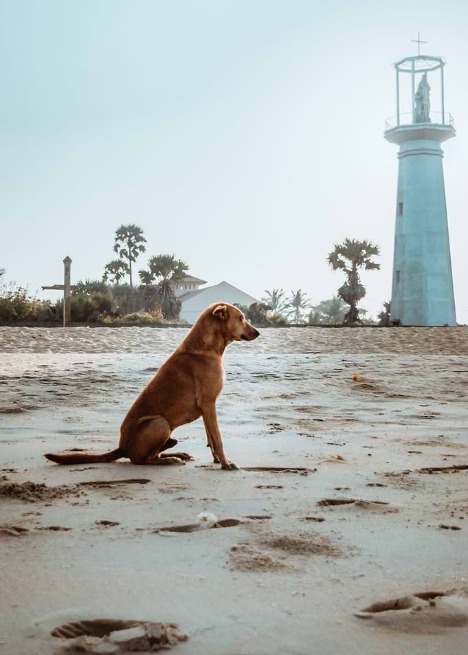 a lone puppy waiting for