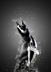 le chant