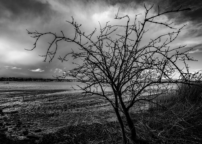 River Tree