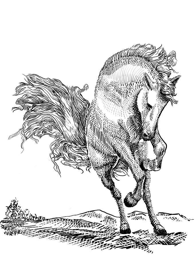 a hand drawing of a horse