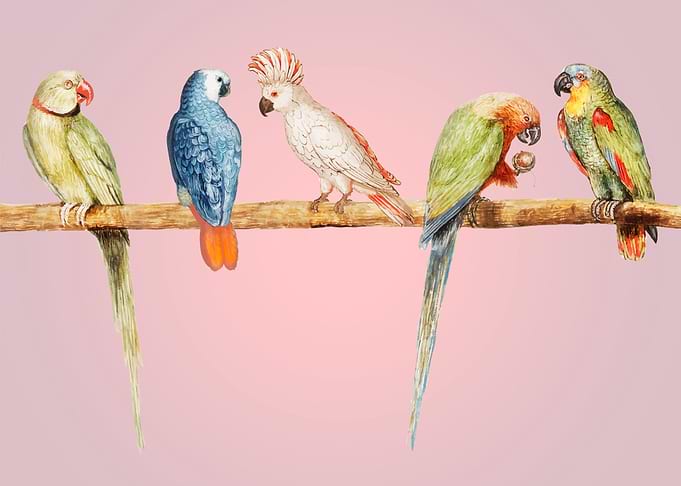 Birds Smile Art