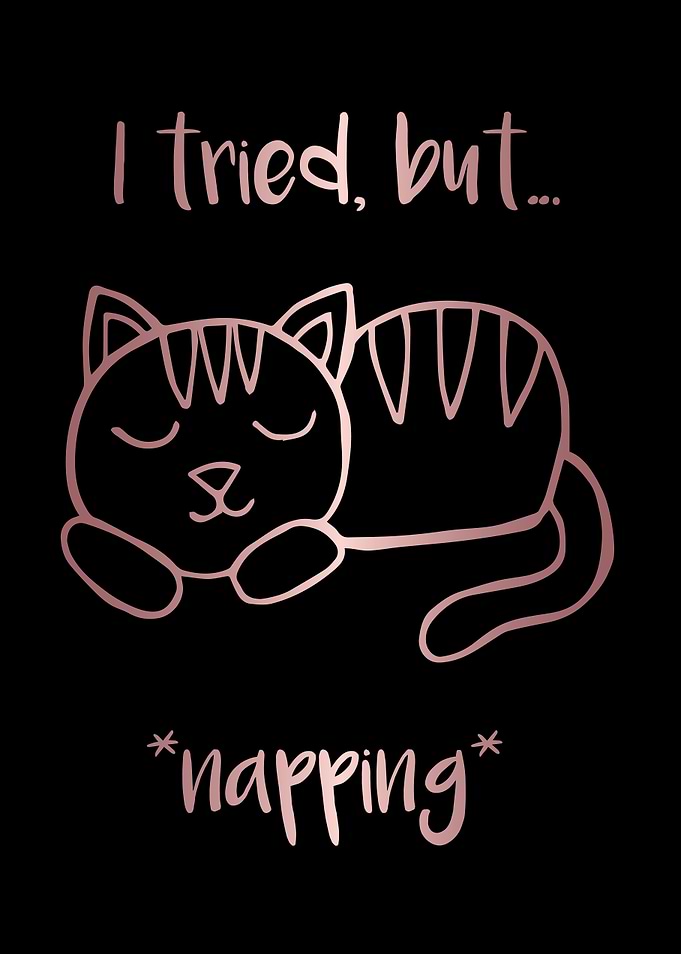 Nap Cat Animal 3