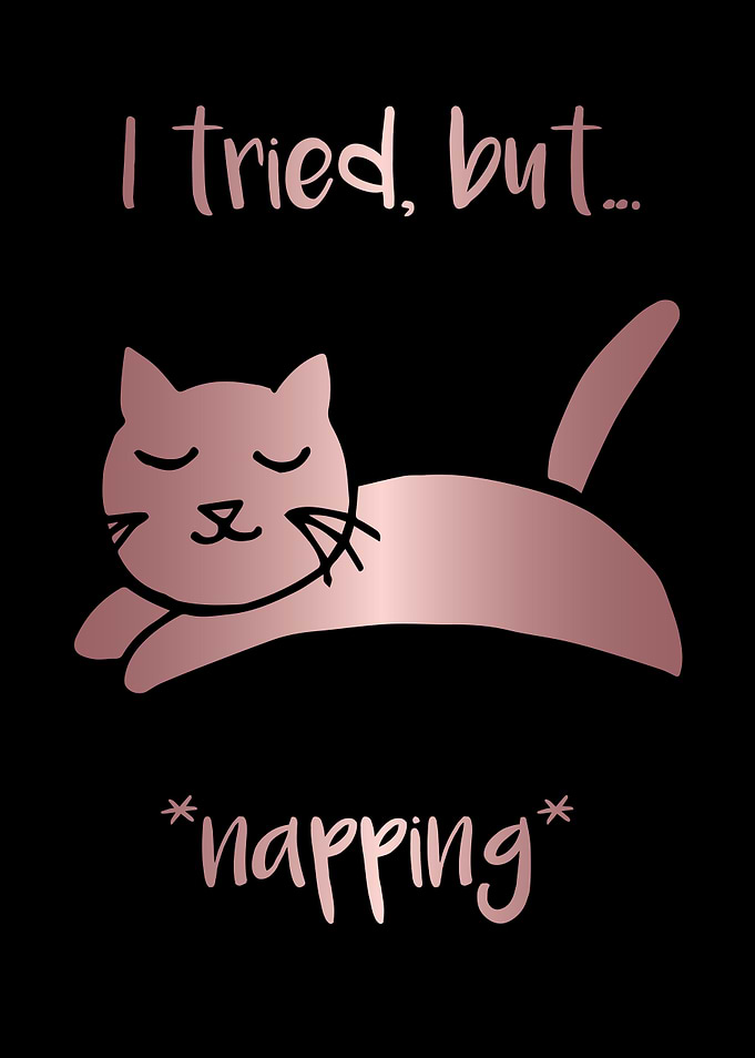 Nap Cat Animal 12