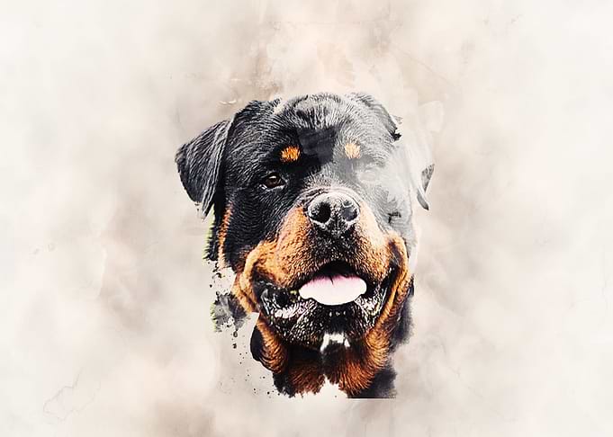 Dobermann Classic Sepia