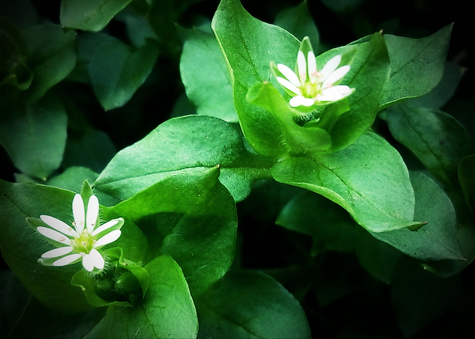 Stellaria media