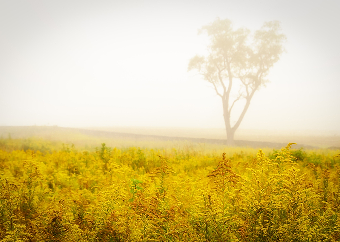 Dreams of Goldenrod Fog